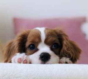 long-coated white and brown puppy